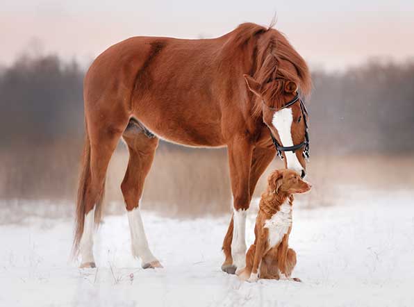 How to keep horses and pets healthy in the winter with Magna Wave PEMF ...