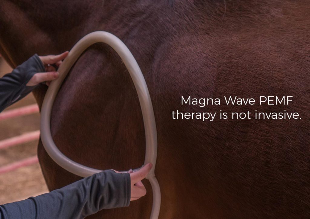 Treating Pregnant Mares with PEMF Therapy High Performance Therapeutics